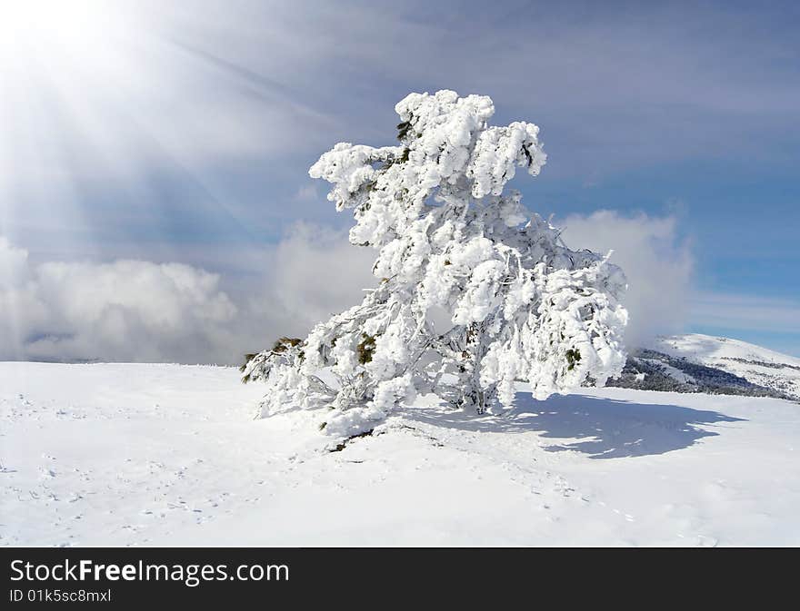 Winter tree