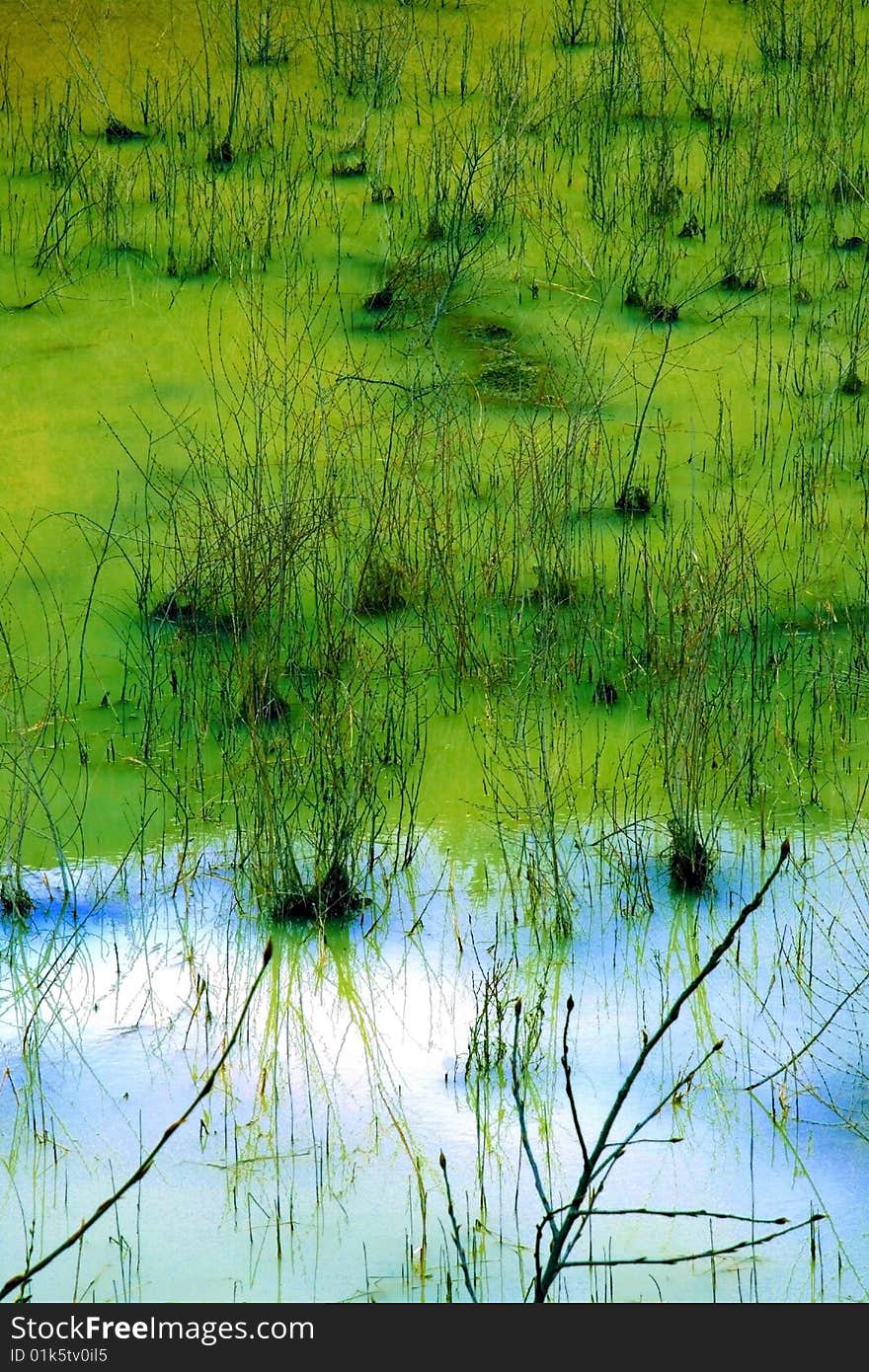 Swampy area with sandy ground. Swampy area with sandy ground