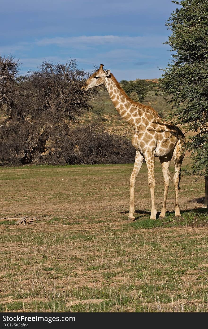 Giraffe standing in dry riverbed; Giraffa Camelopardis