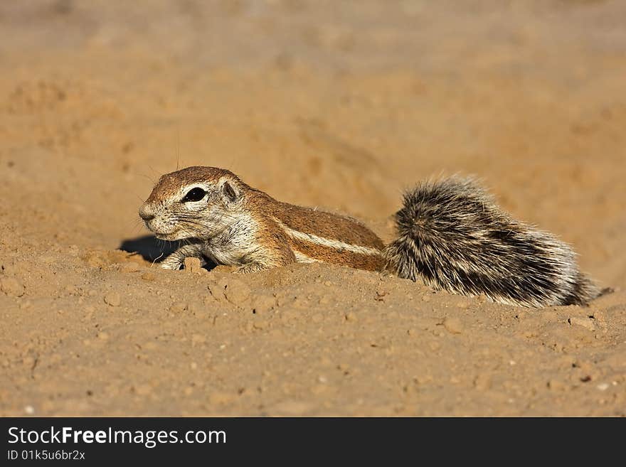 Ground squirrel