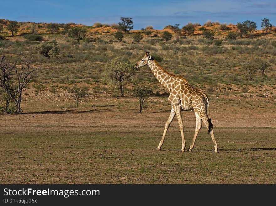 Giraffe walking in dry riverbed; Giraffa Camelopardis; Kalahari desert