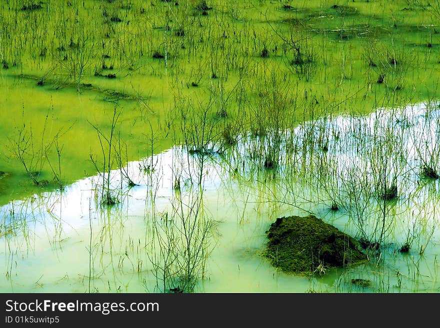 Swampy area with sandy ground. Swampy area with sandy ground