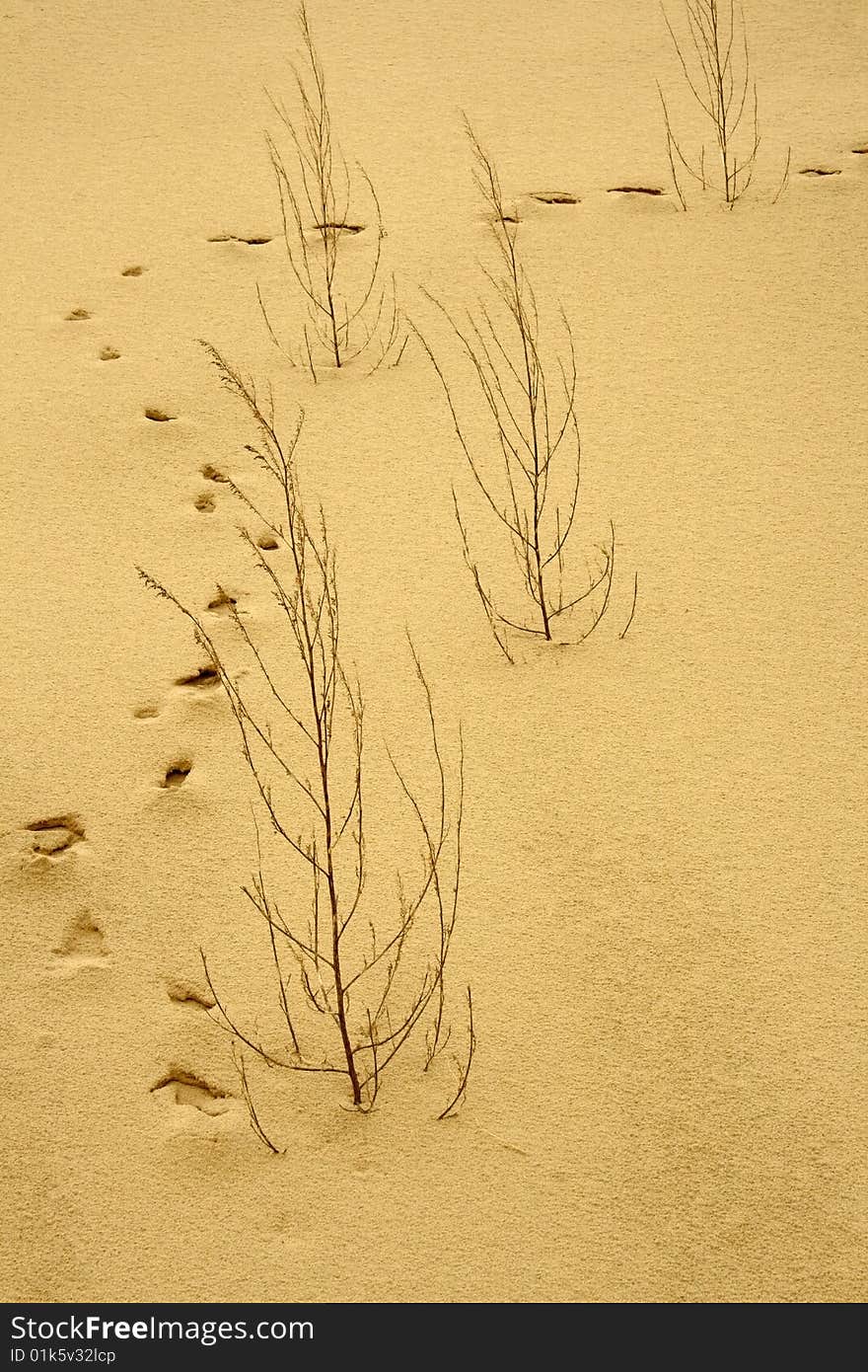 Foxtracks on a sandy hill