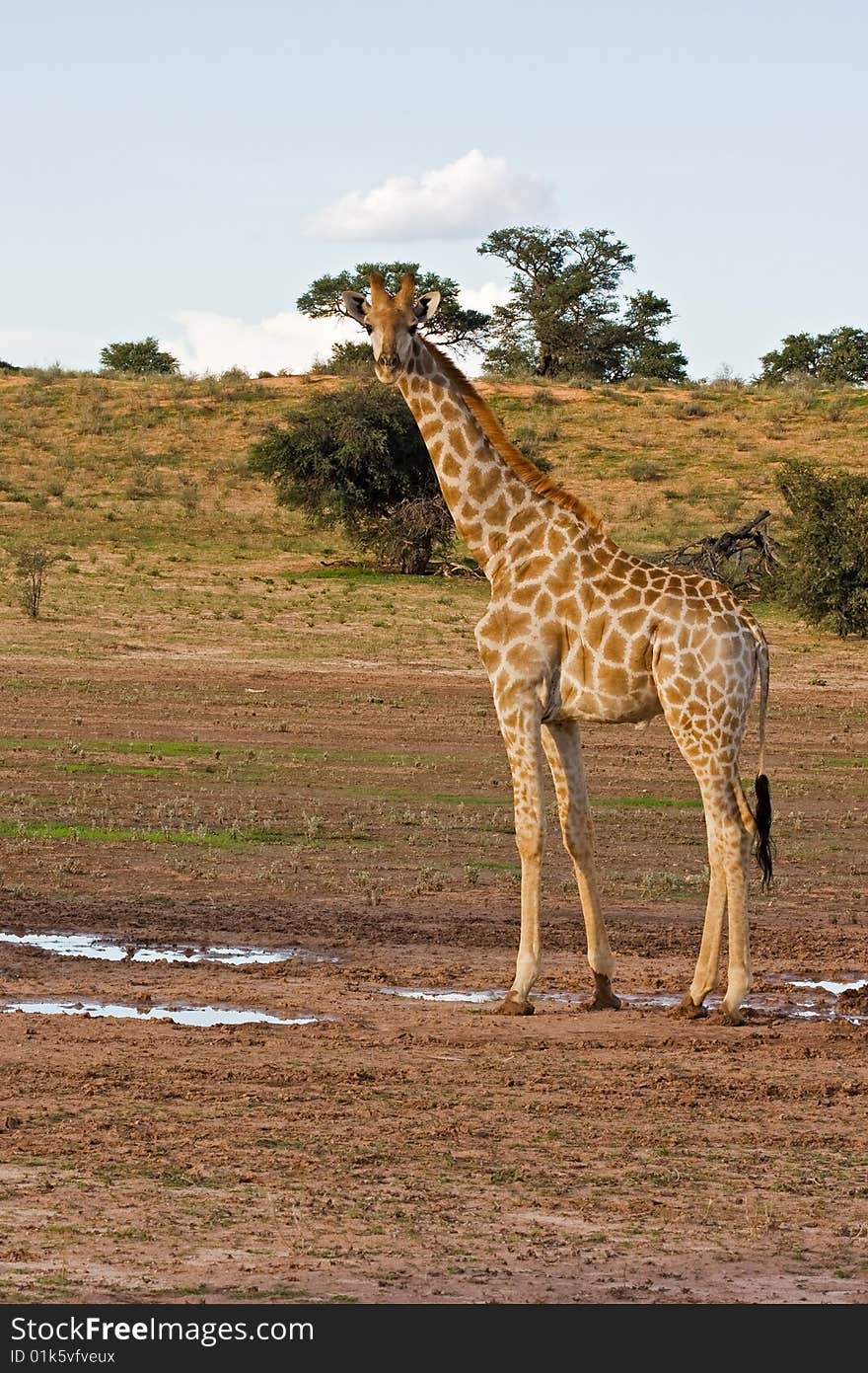 Giraffe standing in dry riverbed; Giraffa Camelopardis; kalahari desert