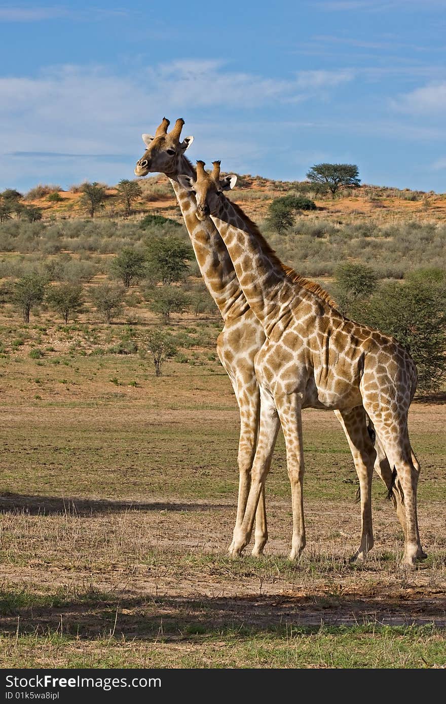 Two Giraffe's standing in dry riverbed; Giraffa Camelopardis; kalahari desert