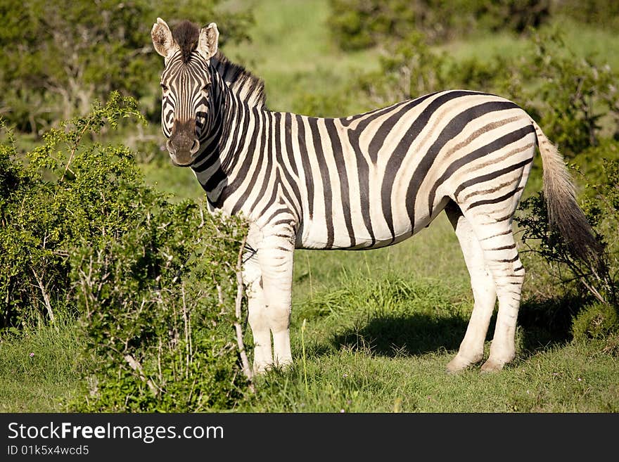 Burchell zebra standing in bush, South Africa