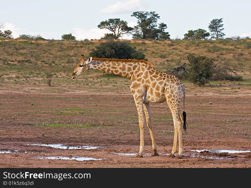 Giraffe standing in dry riverbed; Giraffa Camelopardis; kalahari desert