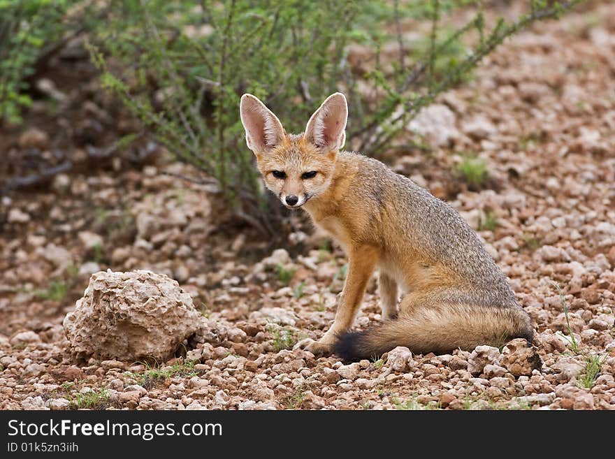 Cape fox