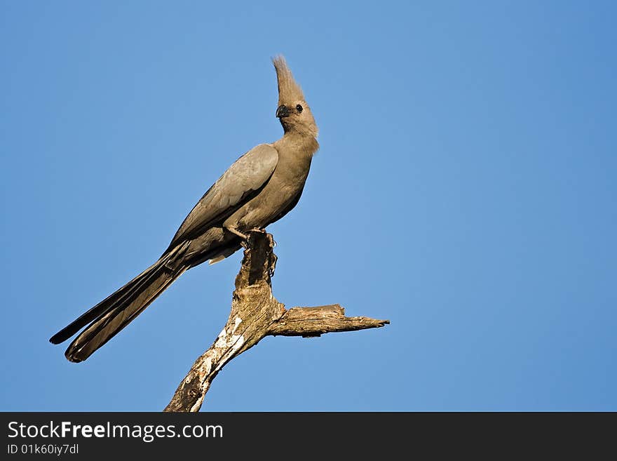 Go-Away-Bird perched on a dead branch; Corythhaixoides concolor. Go-Away-Bird perched on a dead branch; Corythhaixoides concolor