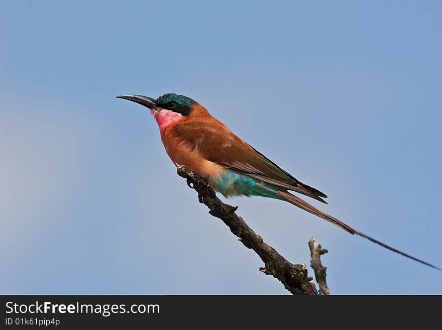 Carmine bee-eater