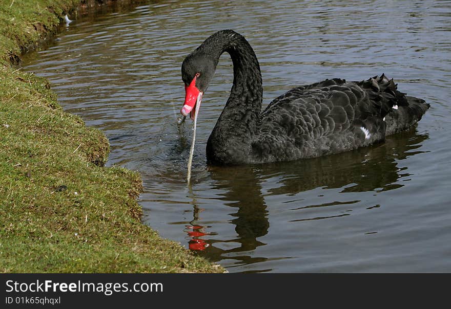 Swan Animal black