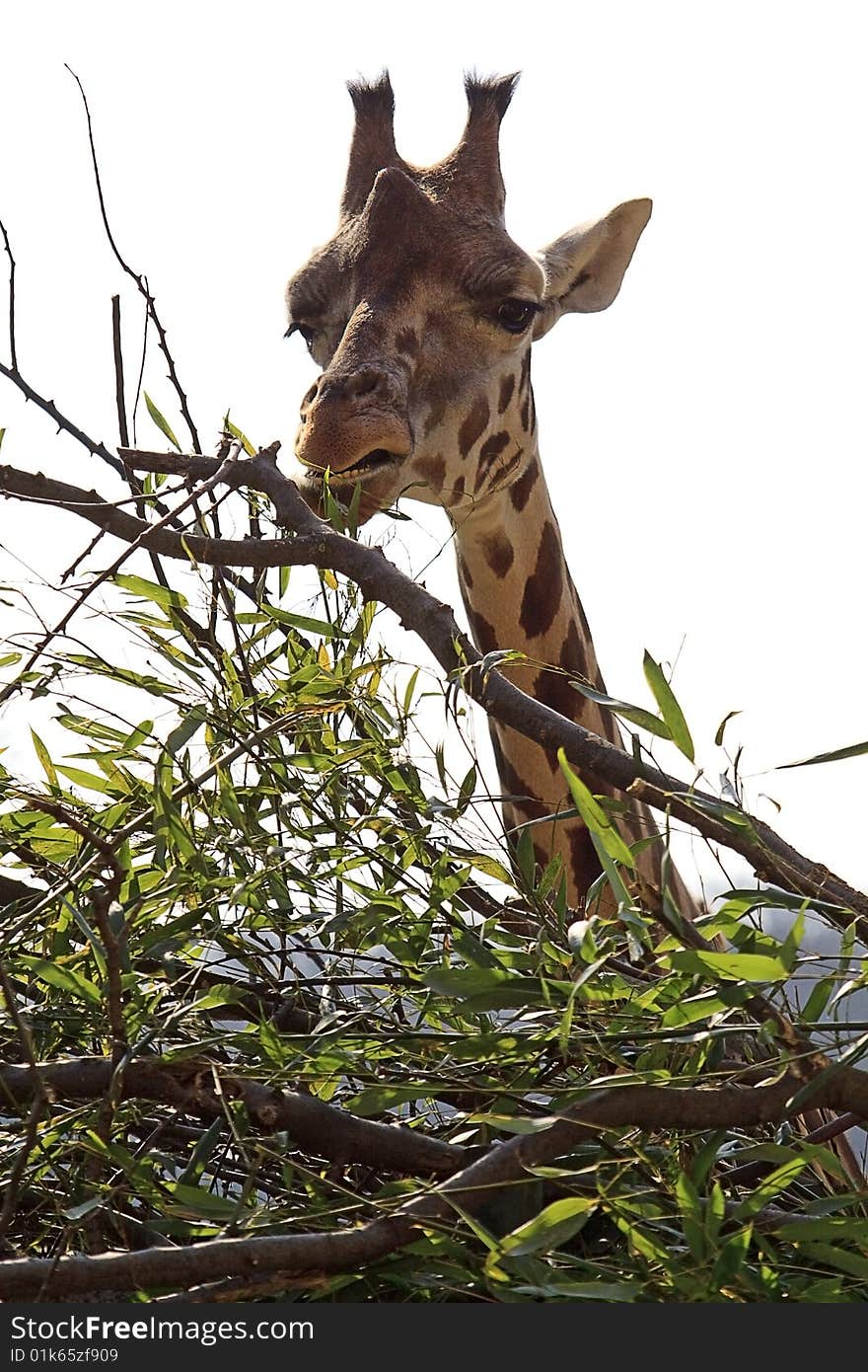 Giraffe at the meal, animal in the wilderness with a long neck