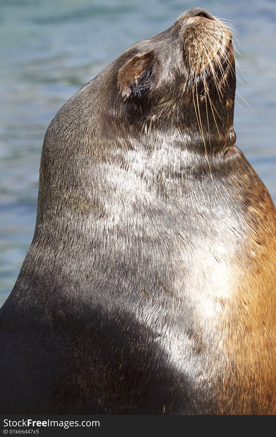 Sea lion when sunbathing, animal enjoys the sunbeams