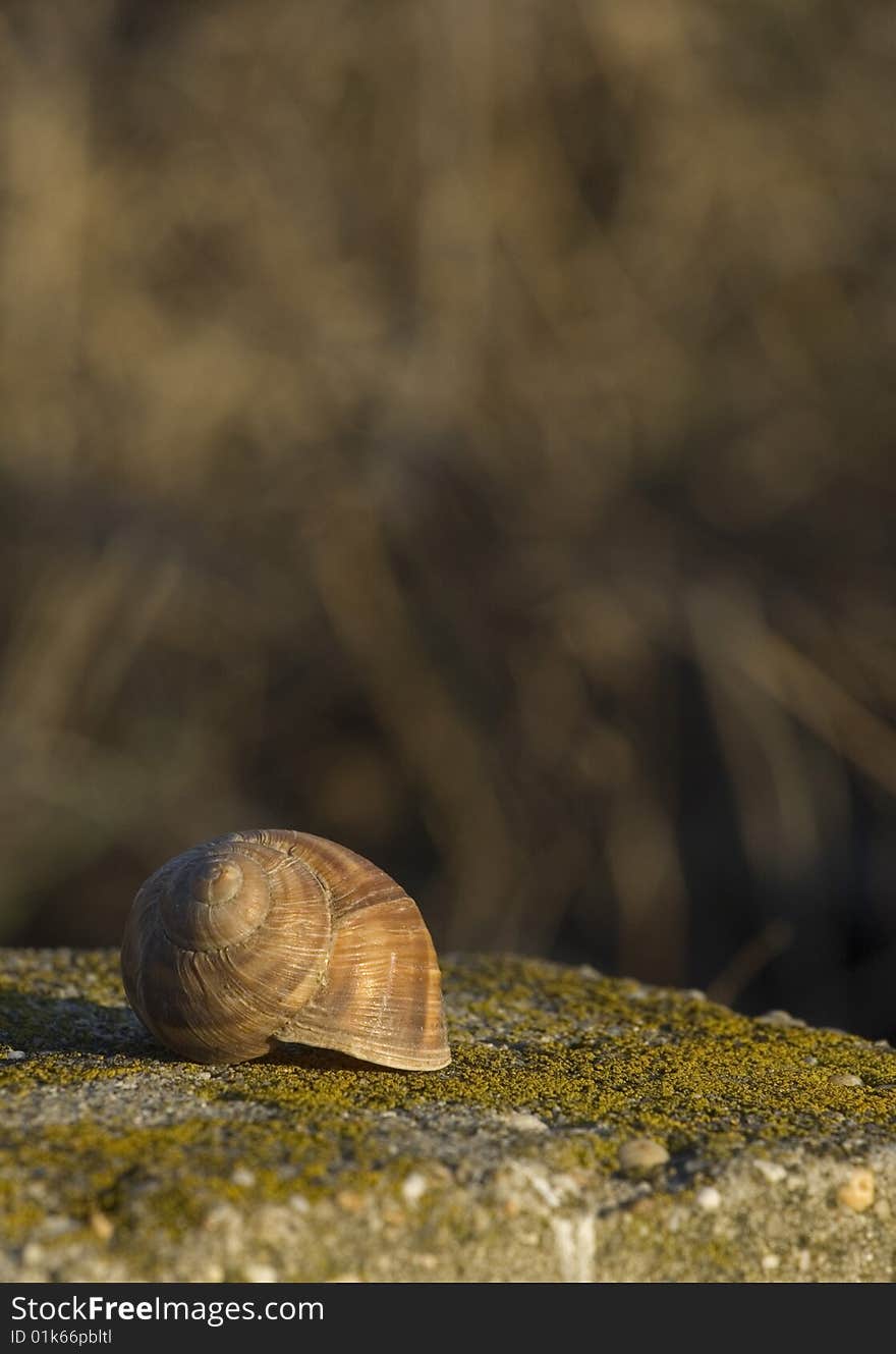 Shell on the stone in the sunset. Shell on the stone in the sunset