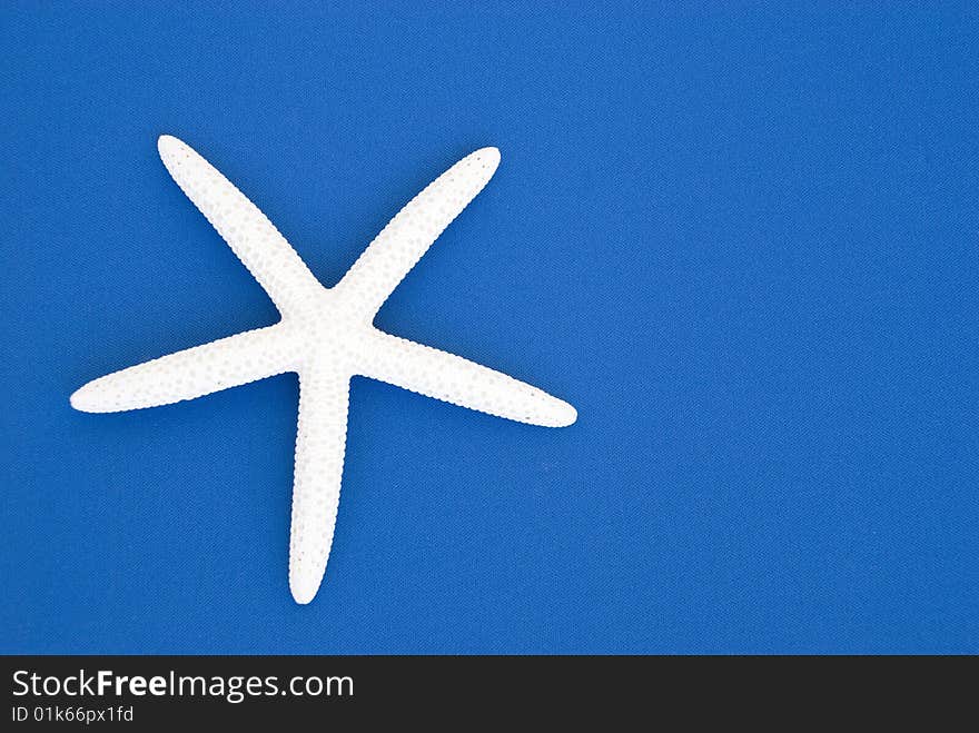 Whte Starfish on Blue Background