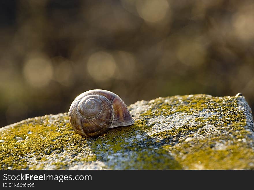 Shell on the stone in the sunset. Shell on the stone in the sunset