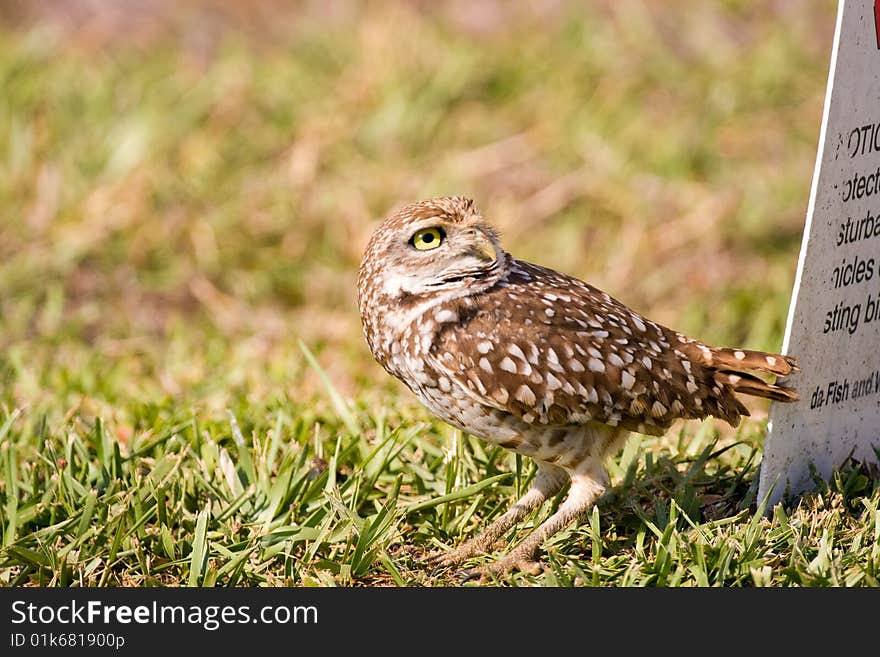 A Burrowing Owl watches a Bald Eagle flying past