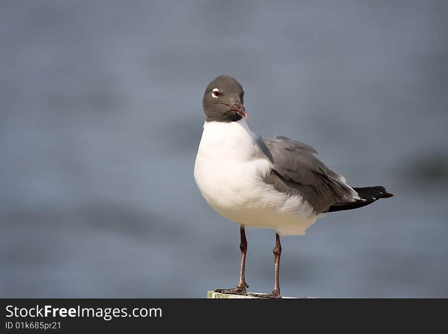 A Laughing Gull is at rest on a piling