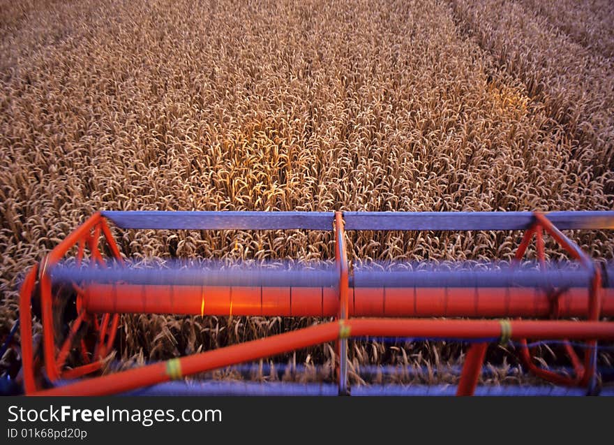 Cutter-bar of a harvester in action in a field of wheat