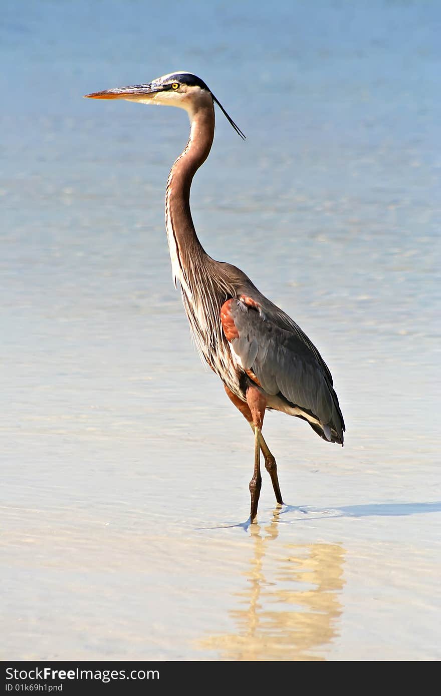 Great Blue Heron