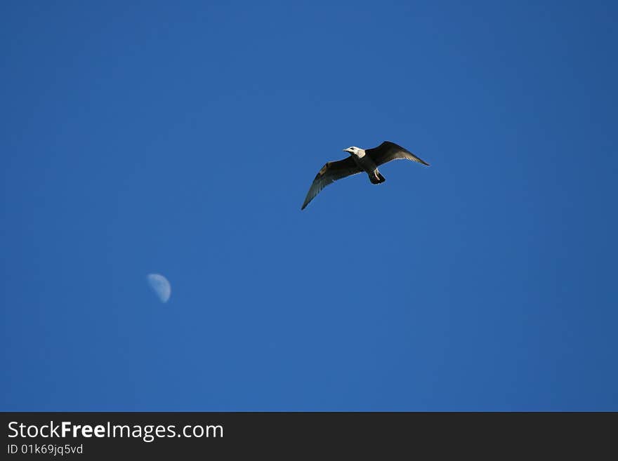 Osprey And Moon