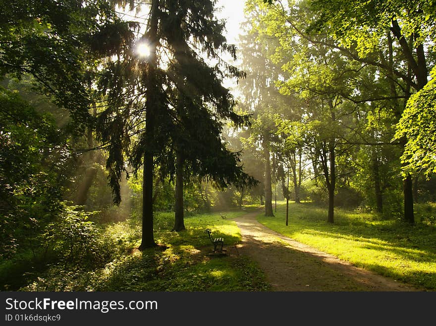 Solar beams which are visible through tree branches. Solar beams which are visible through tree branches