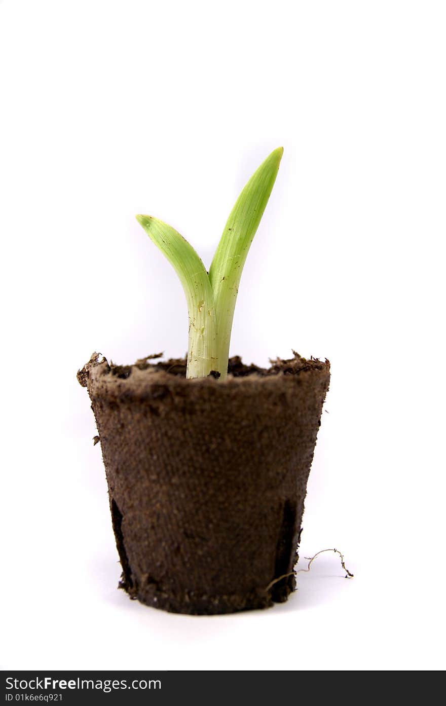 An isolated image of a new sprout. An isolated image of a new sprout