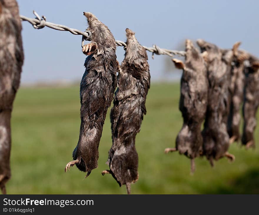 Dead Moles Strung Up