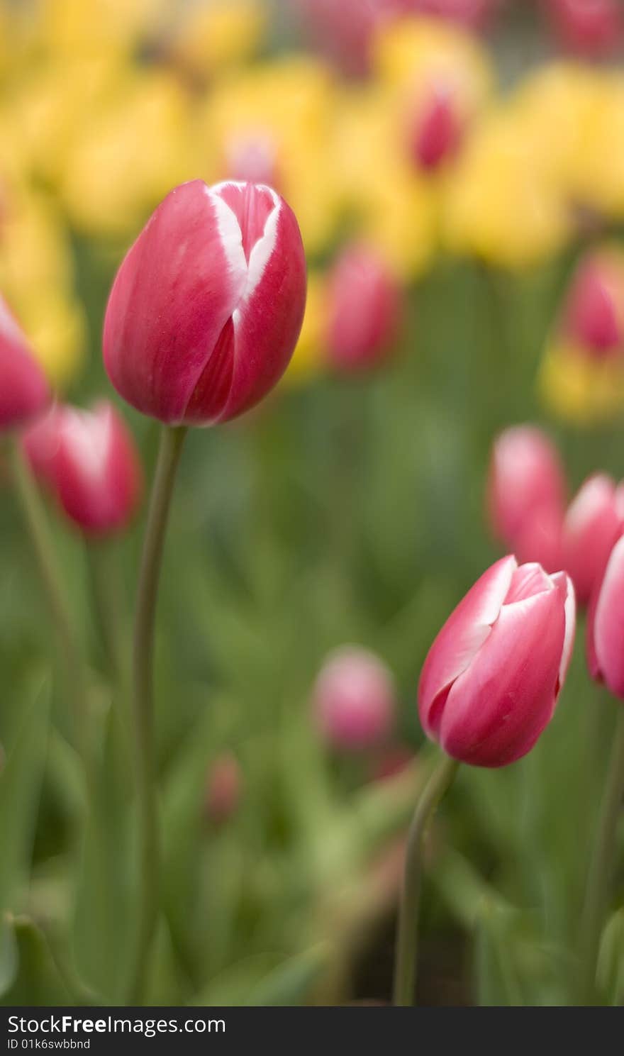 Many tulips in the garden