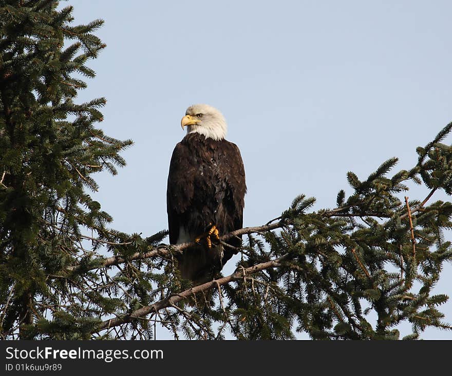 A Bald Eagle in a favourite perch tree.