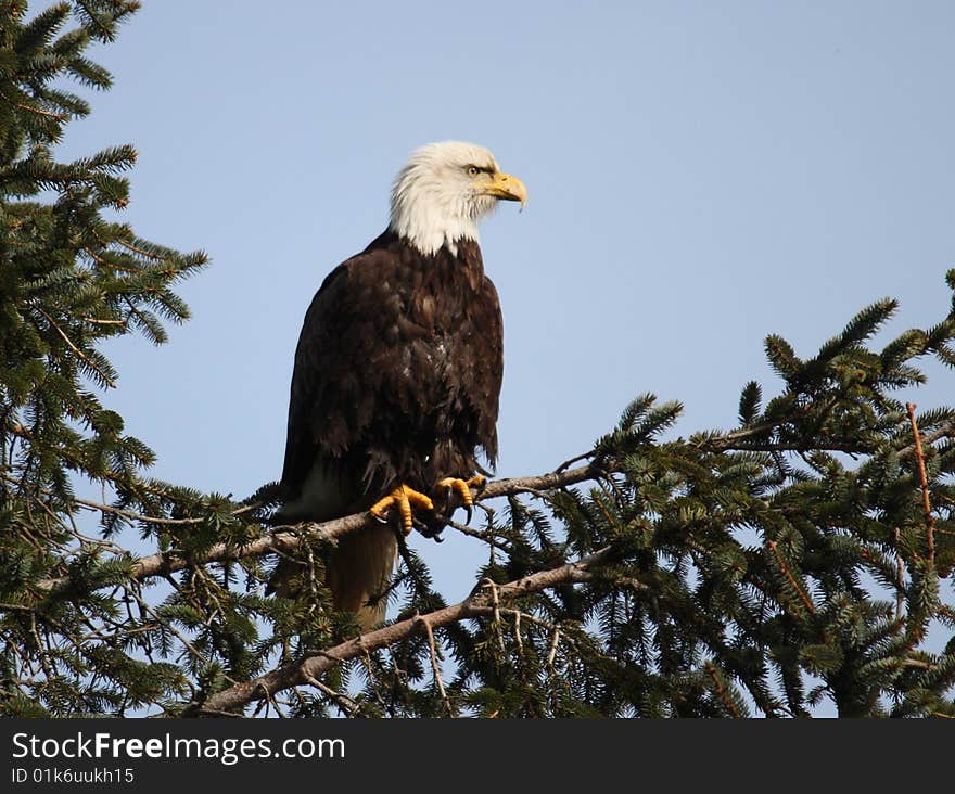 A Bald Eagle sits in a favourite lookout tree