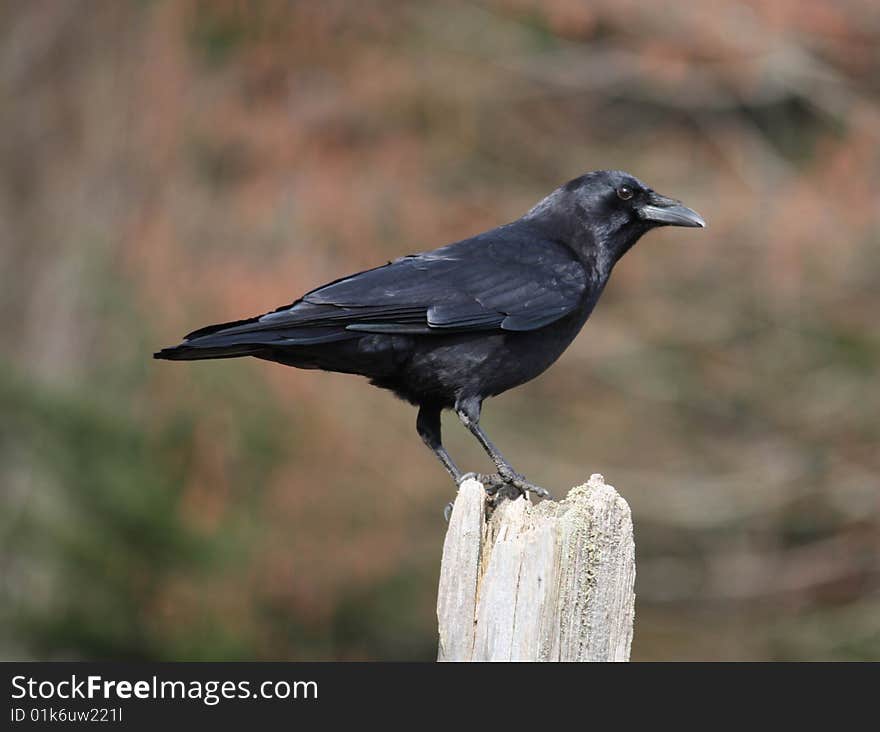 A crow perches on an old fencepost. A crow perches on an old fencepost.