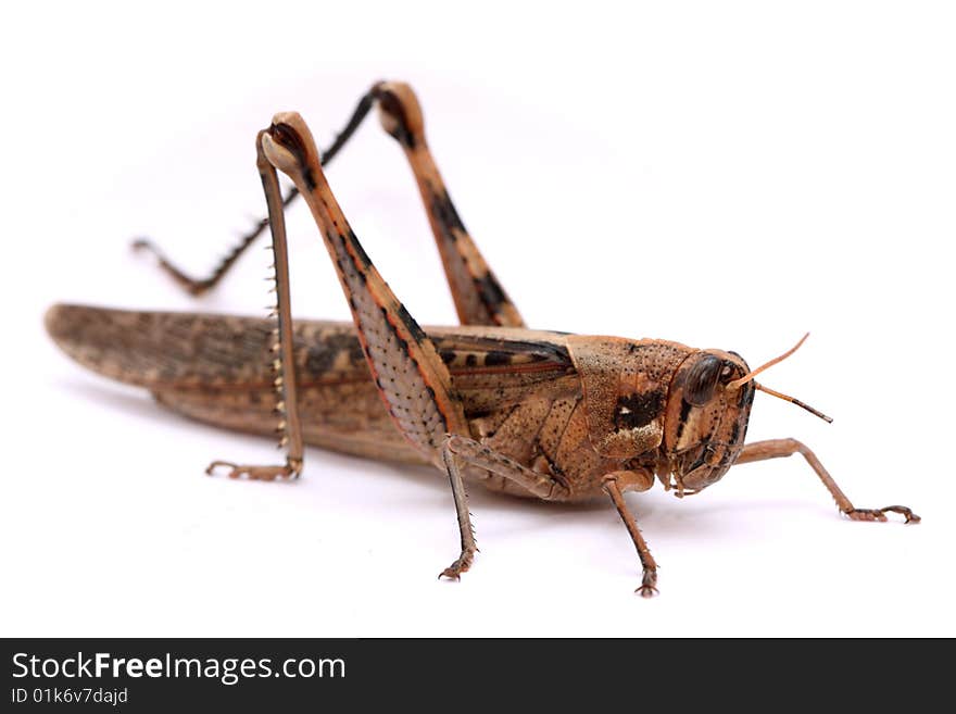 Grasshopper