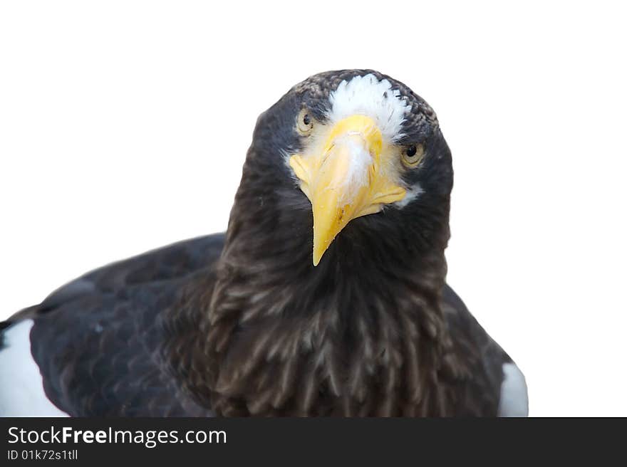 White shoulder eagle over white background