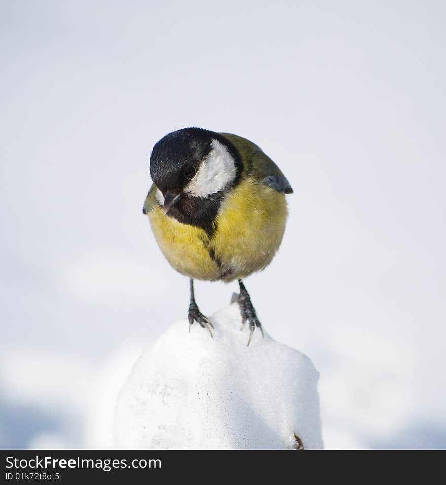 Little curious tit is siting on snow hill. Little curious tit is siting on snow hill