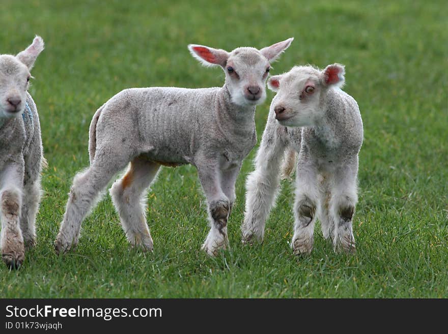 Baby lambs