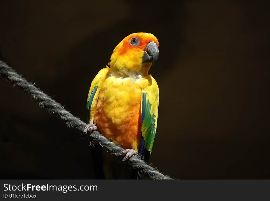 Colourful Sun conure sitting on a rope