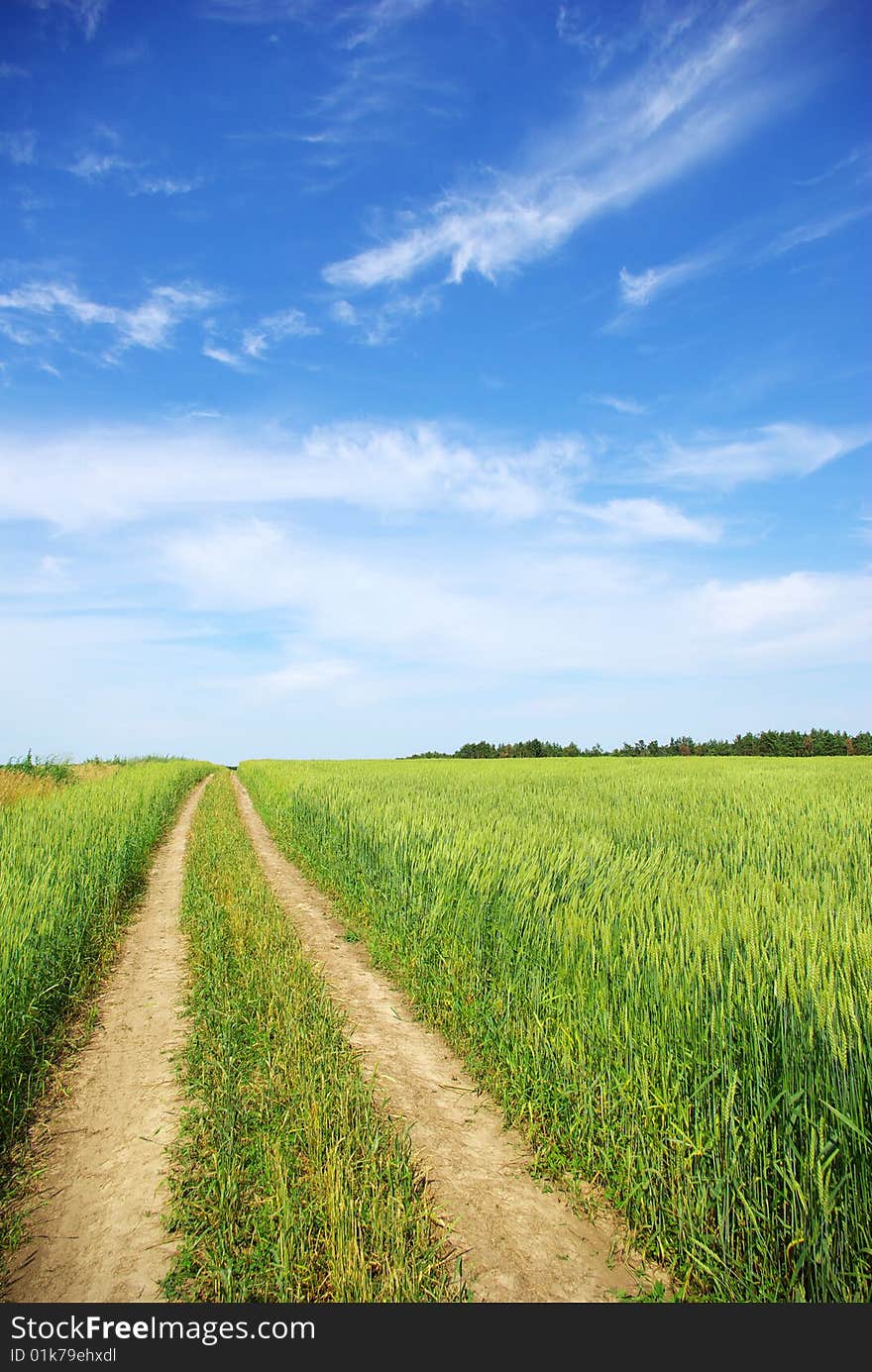 Field on a background of the blue sky. Field on a background of the blue sky