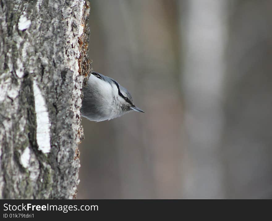 Bird nuthatch look out over the trunk of a birch in the forest. Bird nuthatch look out over the trunk of a birch in the forest