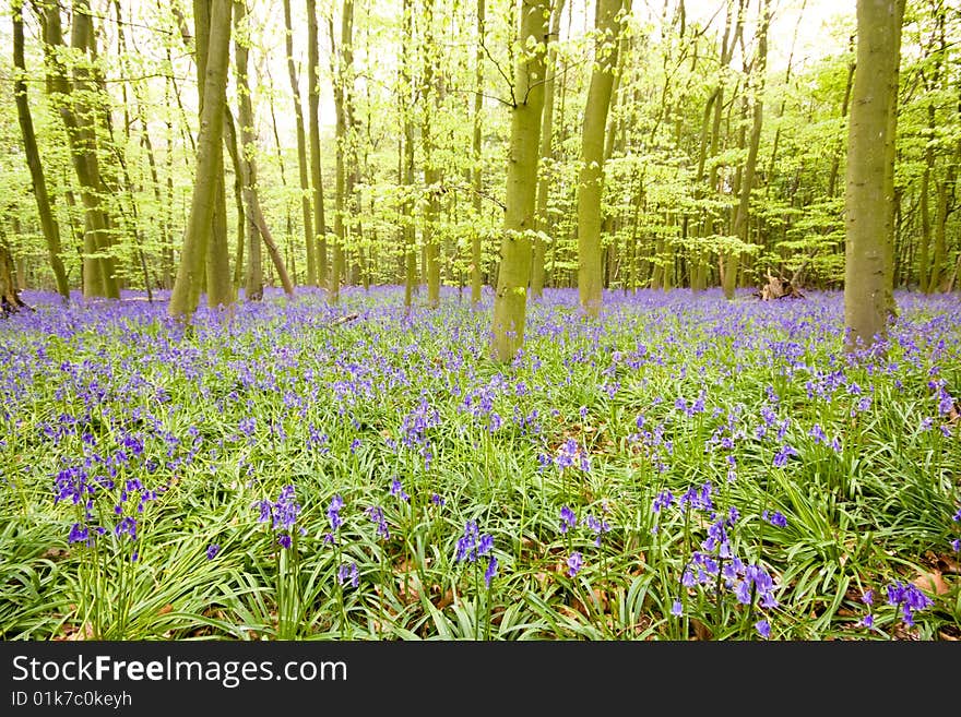 Bluebell Wood