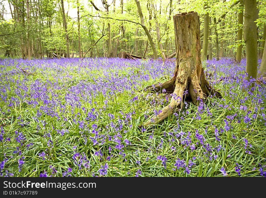 Bluebell Wood