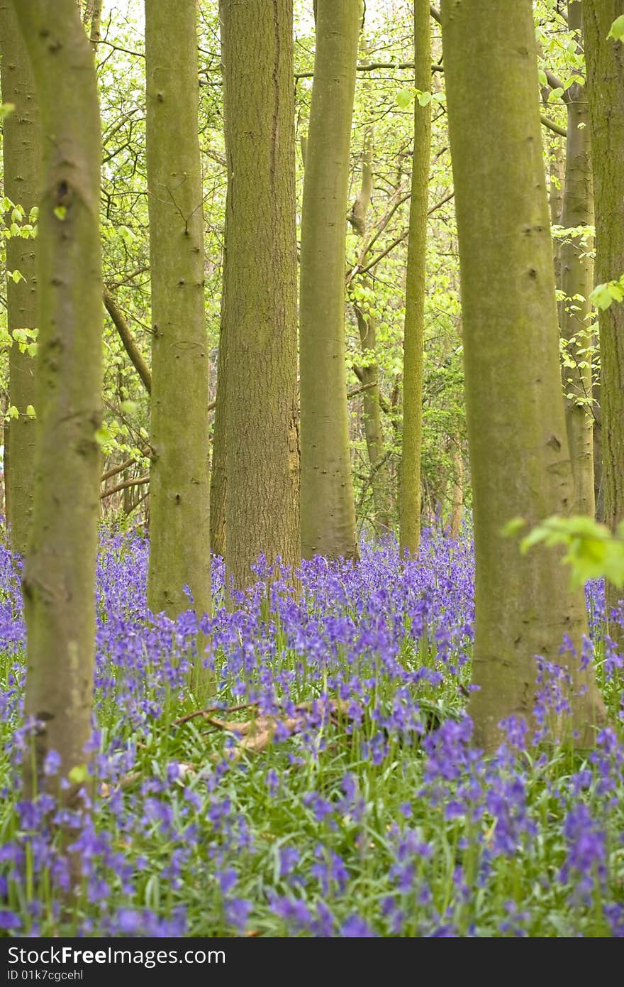 Bluebell Wood