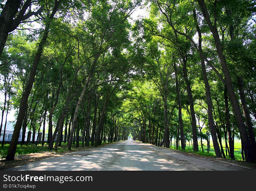 Road and trees