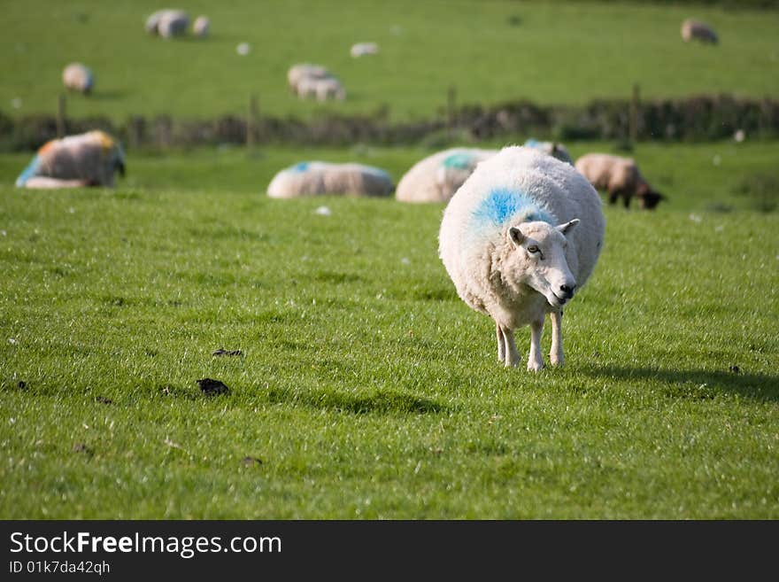 Sheep grazing on a hillside in Wales