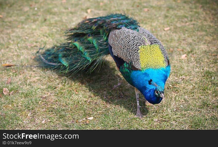 Rainbow of color, bird on the grass. Rainbow of color, bird on the grass