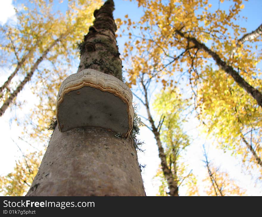 A fungus clinging to a paper birch tree truck. A fungus clinging to a paper birch tree truck