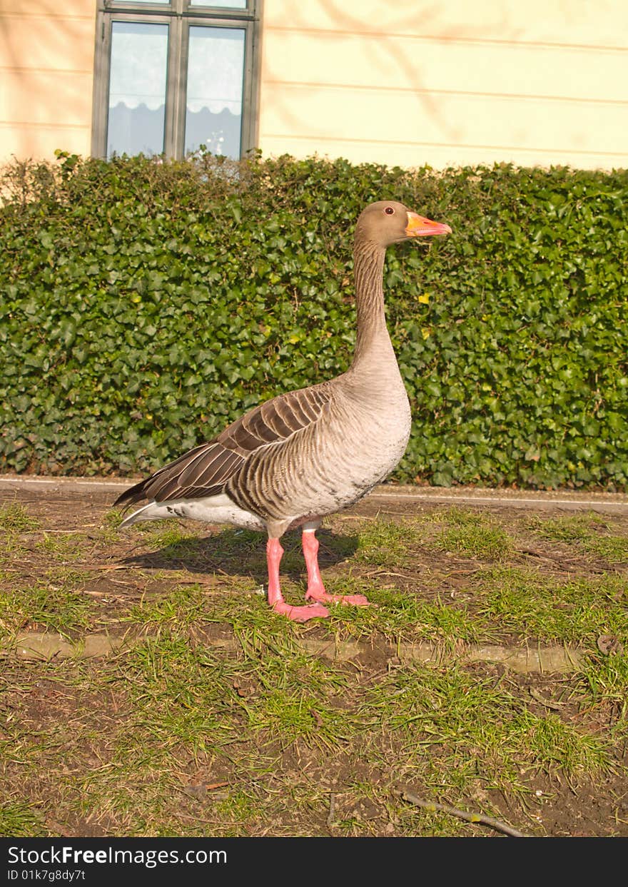 Lone goose standing in urban area