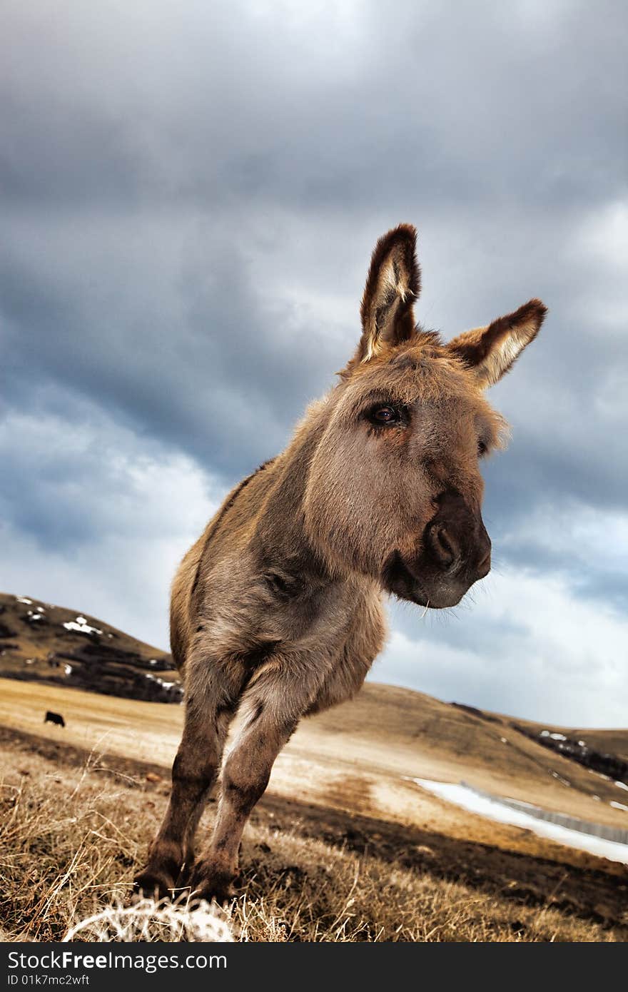 A curious, miniature donkey in a winter pasture. A curious, miniature donkey in a winter pasture.