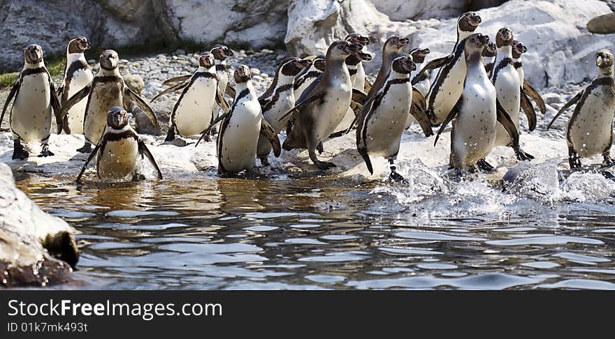 Group of penguins, standing in front of the cold water