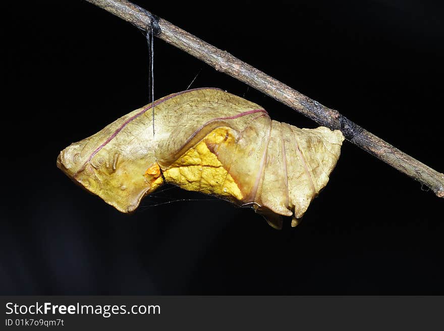 A Golden Bird-Wing Butterfly Pupa waiting for new life. A Golden Bird-Wing Butterfly Pupa waiting for new life